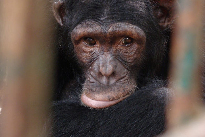 Un chimpanzé dans la réserve de Pongo-Songo