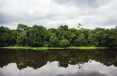 Excursion au Parc national de la Mefou et à la réserve forestière d'Ebogo