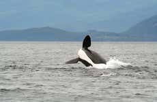 Whale Watching in Campbell River