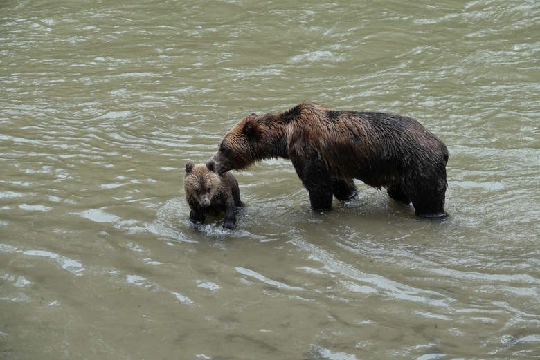 Les grizzlys à Campbell River