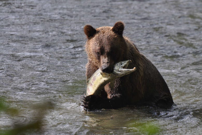Un oso cazando un salmón