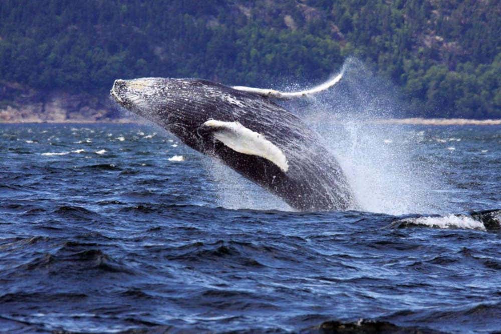 Avistamiento de ballenas en el Parque SaguenaySaintLaurent, Montreal