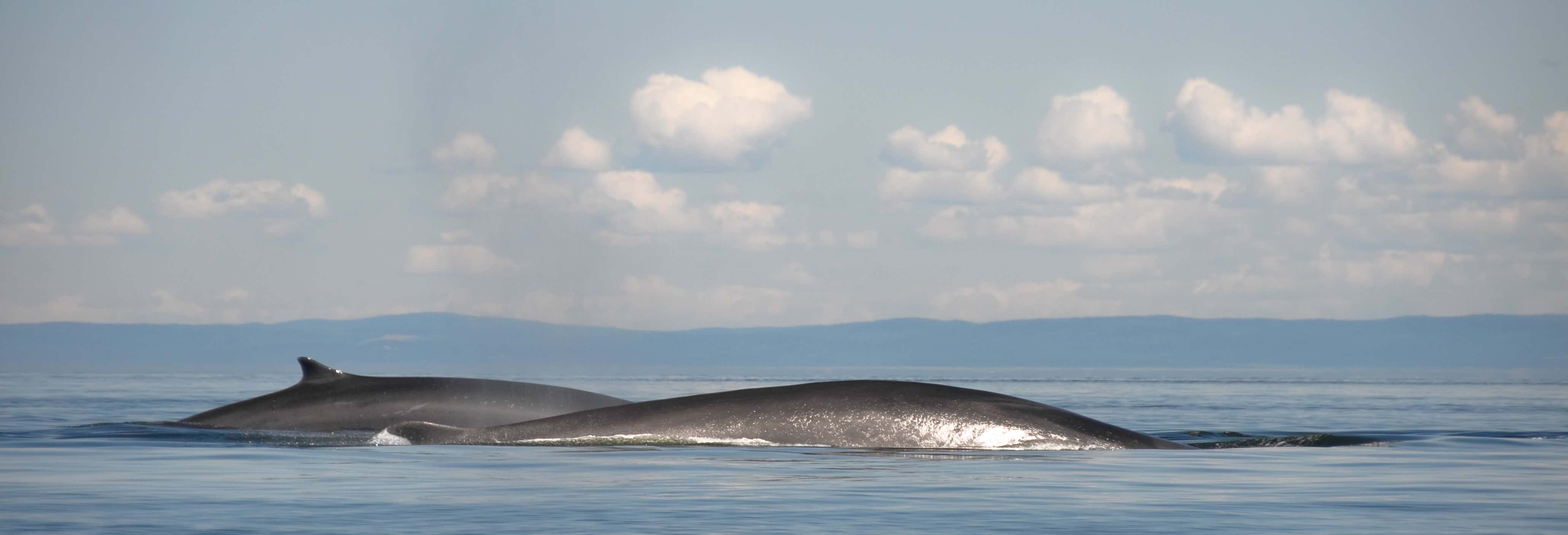 Avistamiento de ballenas en Quebec