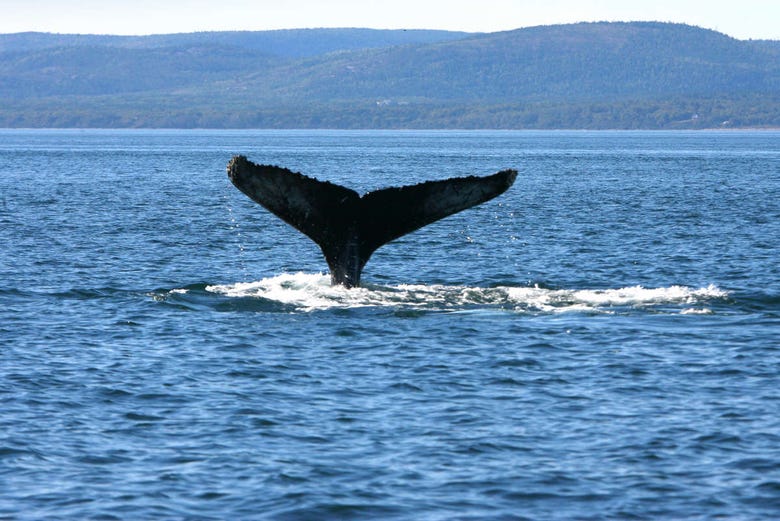 Avistamiento de ballenas en Quebec