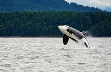 Circuito de 8 días por Canadá con avistamiento de ballenas