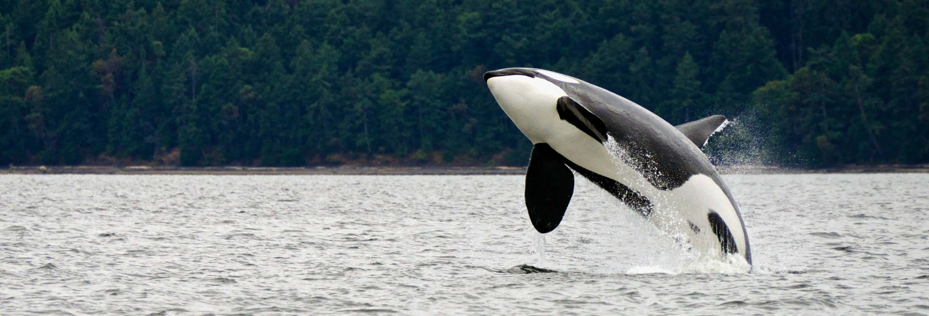 Circuito de 8 días por Canadá con avistamiento de ballenas desde Toronto