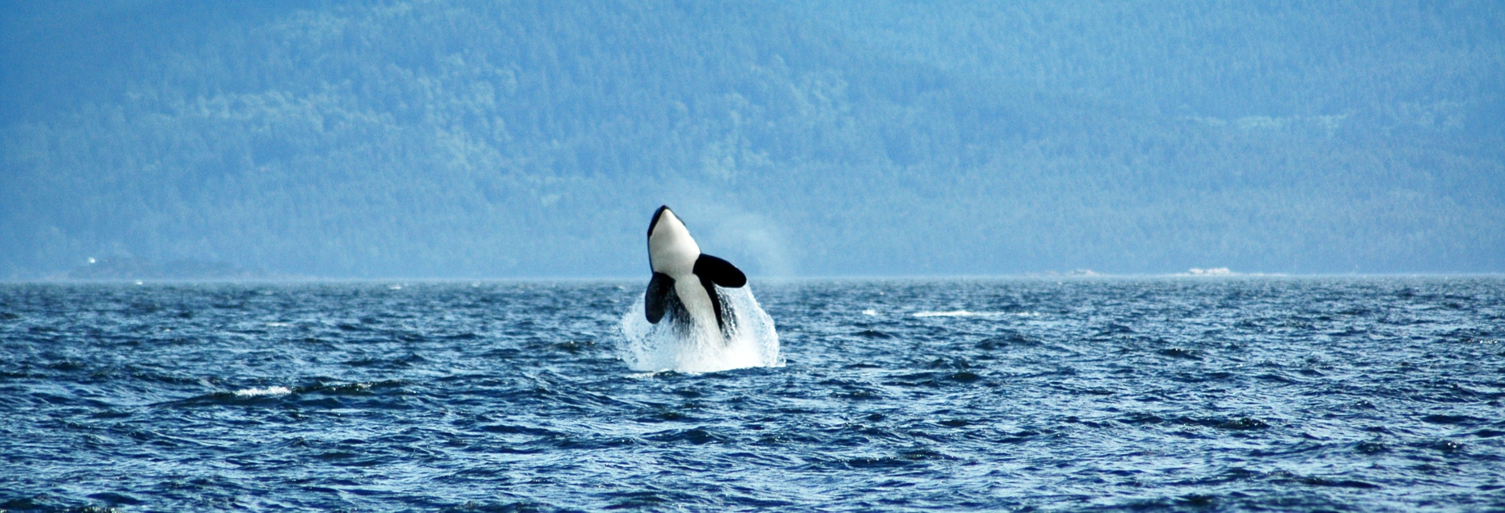 Avistamento de orcas em Vancouver
