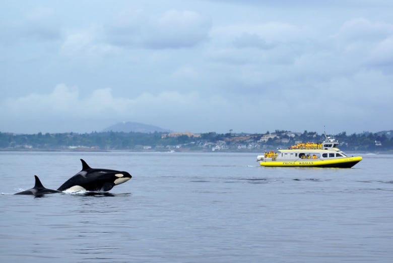 excursion orques vancouver