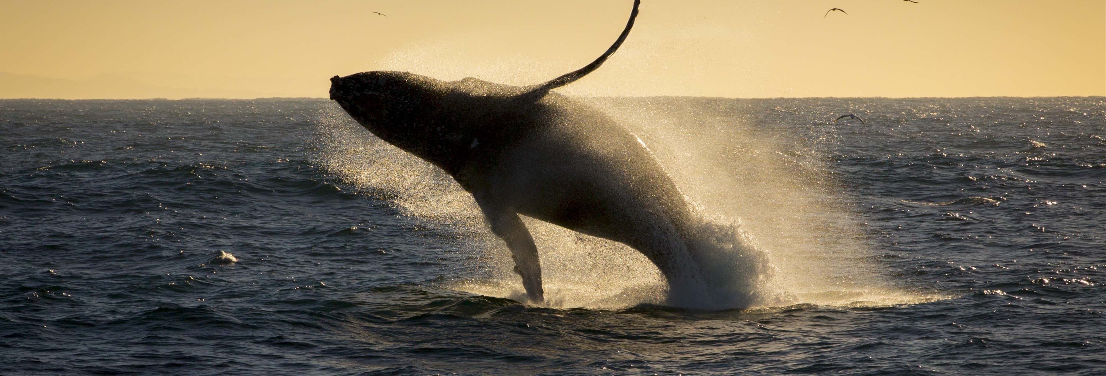 Observation de baleines au coucher de soleil