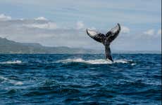 Observation de baleines en bateau à moteur