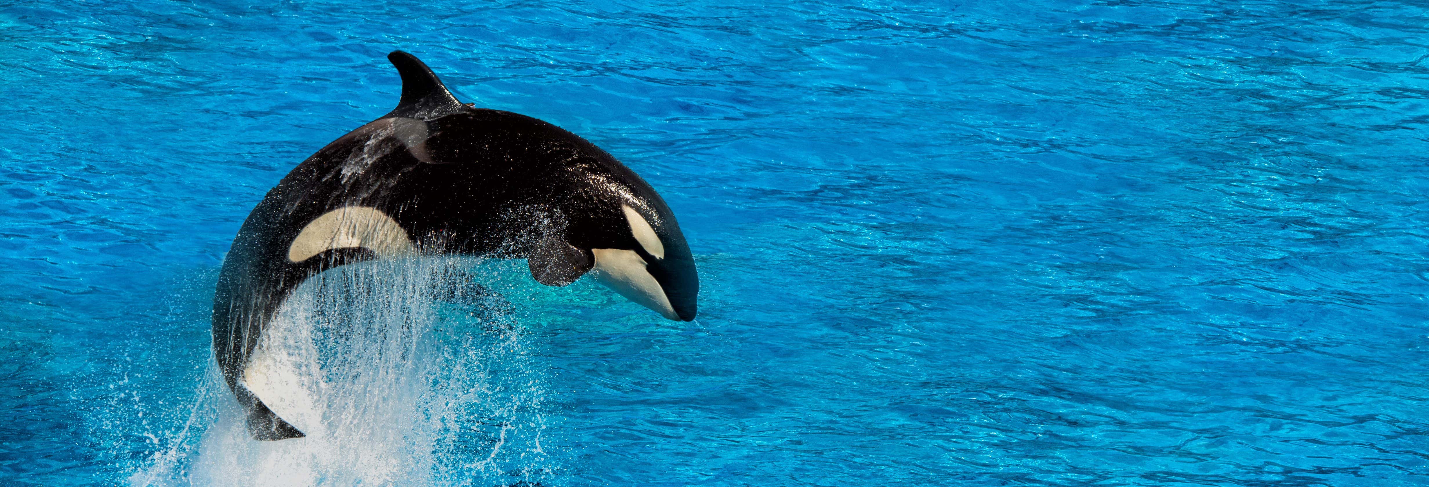 Avistamiento de ballenas en Victoria