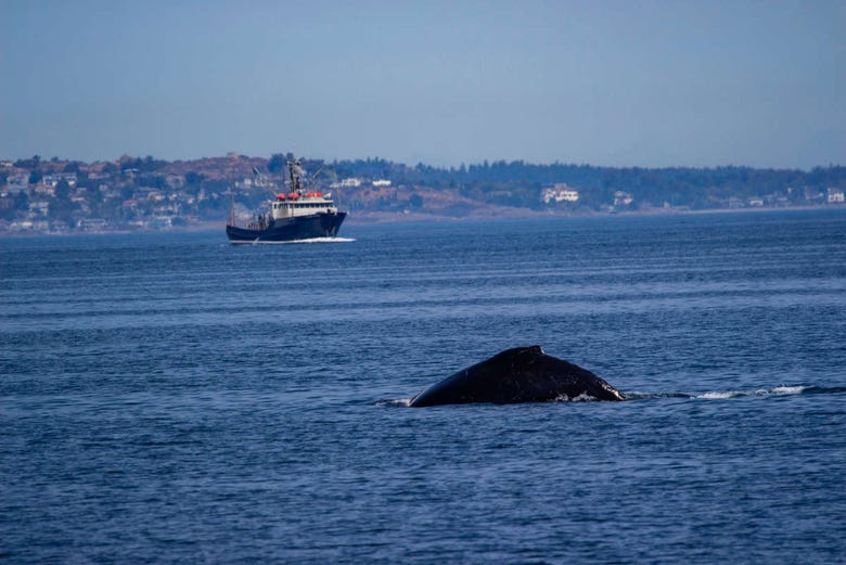 Whale watching in Victoria