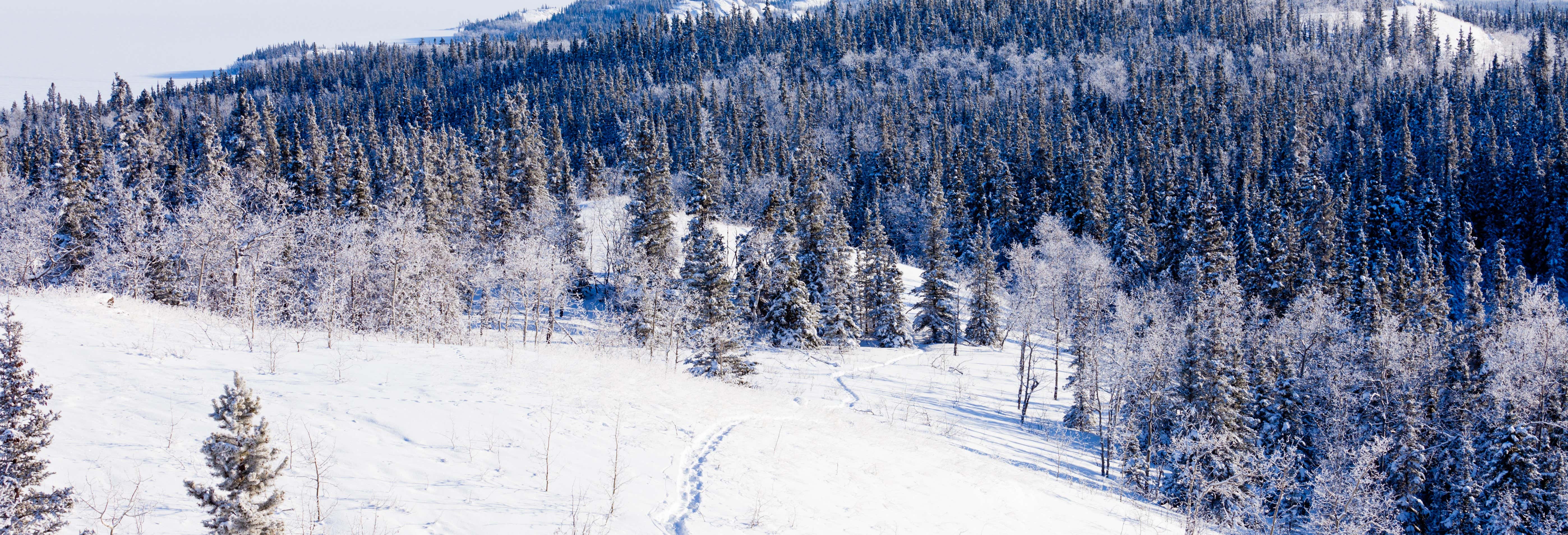 Paseo con raquetas de nieve