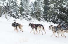 Passeio de trenó de huskies