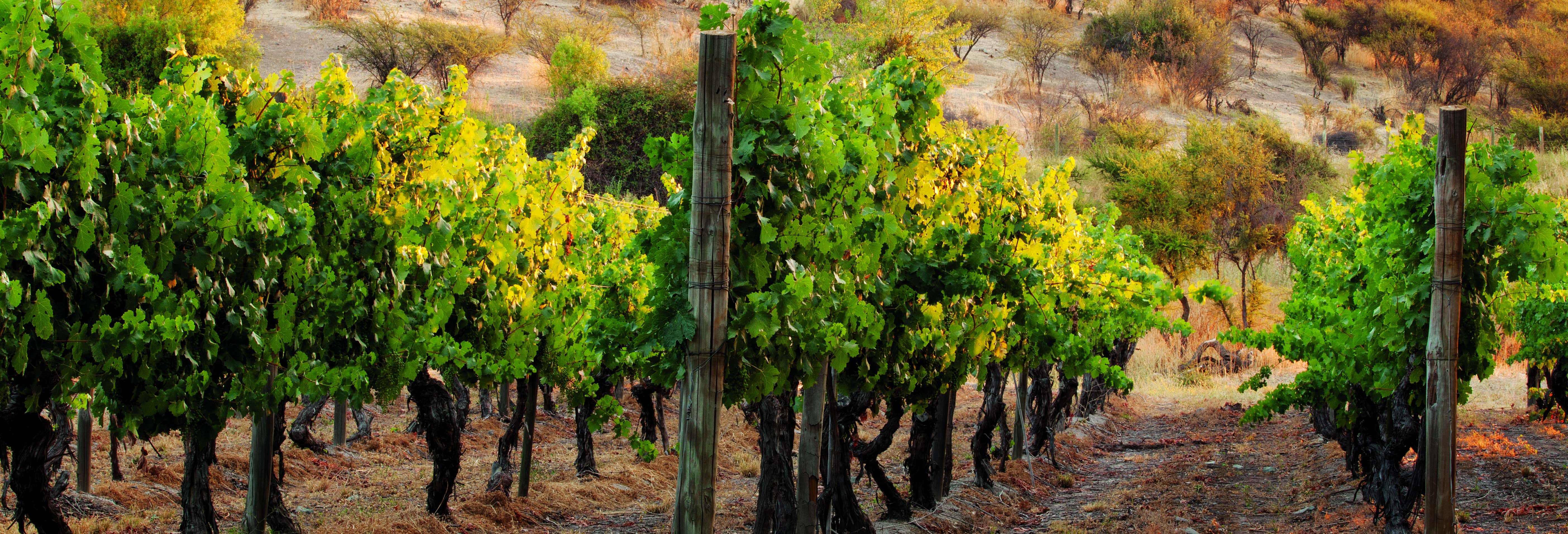 Tour do vinho Carménère pela Vinícola Santa Rita