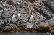 Excursión a Ancud y Puñihuil