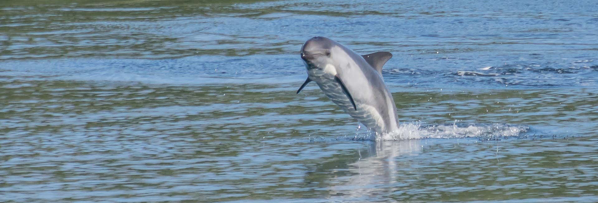 Excursión a Queilen + Avistamiento de pingüinos y delfines