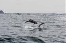 Avistamiento de cetáceos en la isla Chañaral