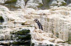 Excursión a la Reserva Nacional Pingüino de Humboldt