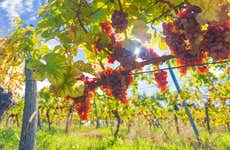 Tour de viñedos y bodegas por Biobío