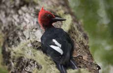 Avistamento de aves em Melipeuco
