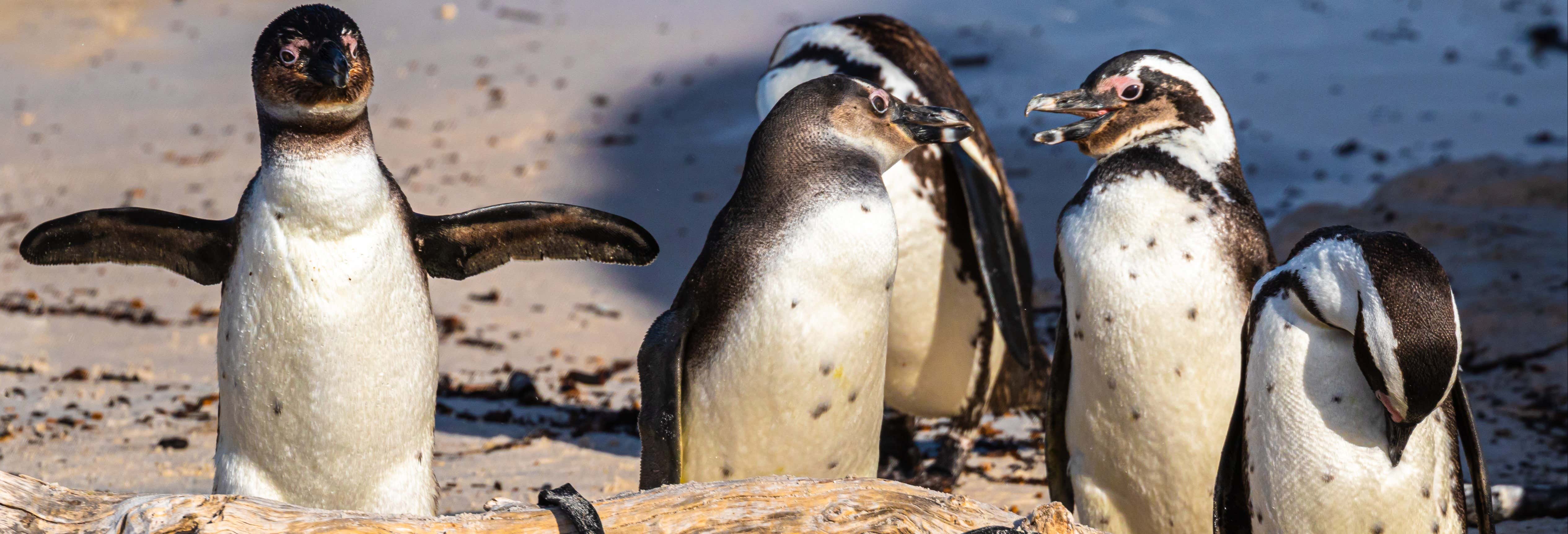 Excursión a la Reserva Nacional Pingüino de Humboldt
