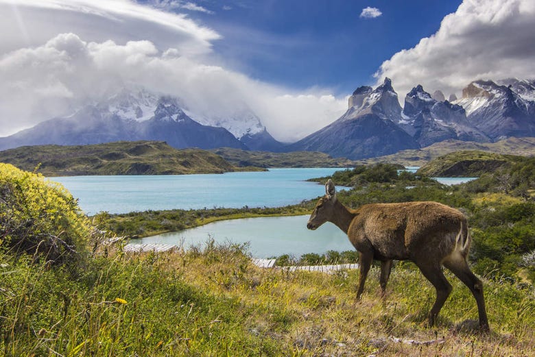 Une biche du parc national Torres del Paine