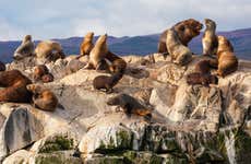 Tour en kayak por el Canal Beagle con avistamiento de lobos marinos