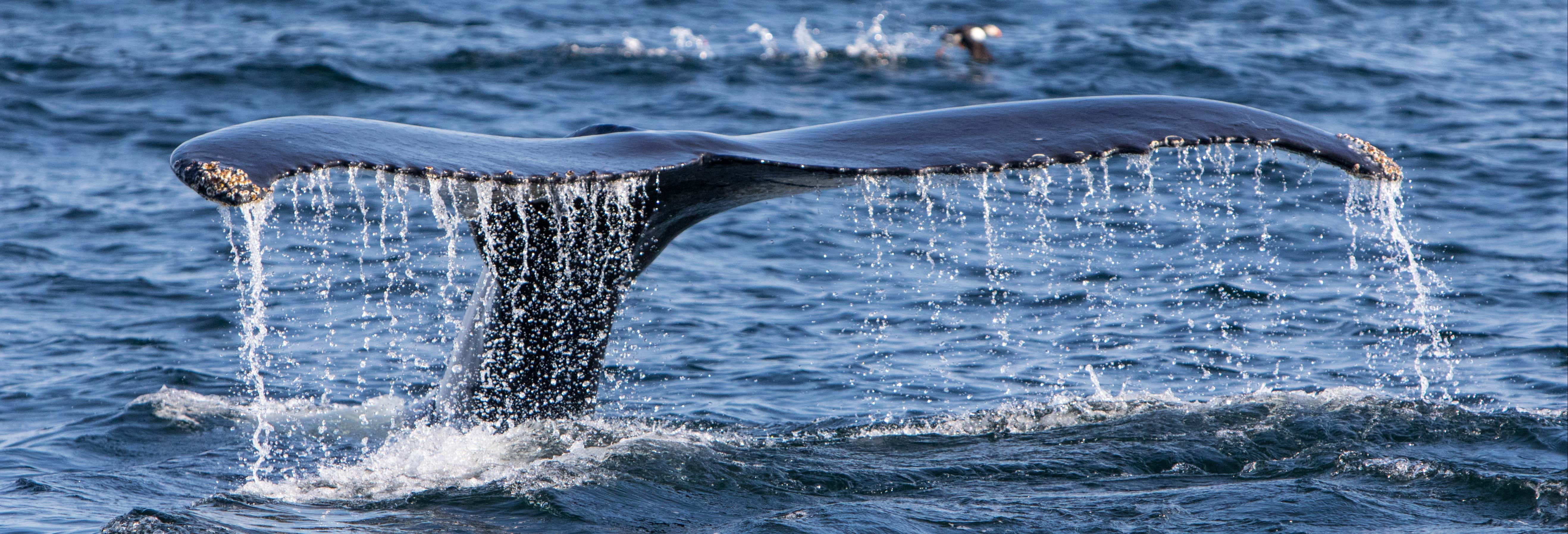 Avistamiento de ballenas en el estrecho de Magallanes
