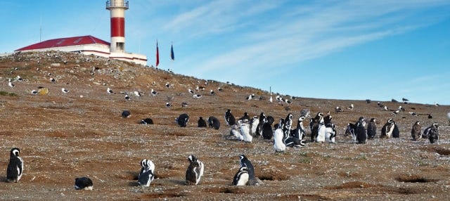 Avistamiento de pingüinos en isla Magdalena