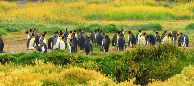 Excursión a la isla Tierra del Fuego