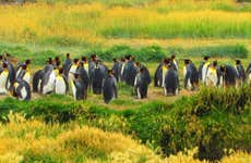 Excursão à ilha Terra do Fogo