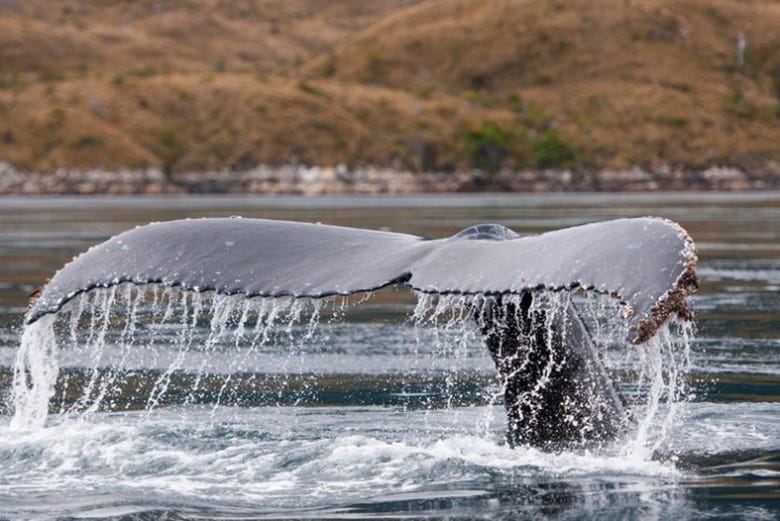 Avistamiento de ballenas en la Patagonia