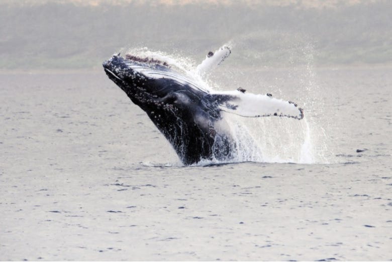 Navegando junto a una ballena en el estrecho de Magallanes