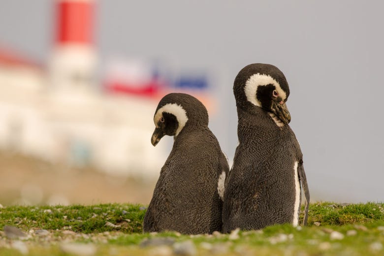 Pingüinos de Magallanes