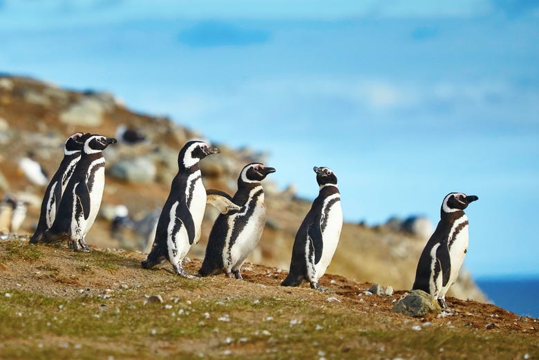 Pinguini sull'Isola Magdalena