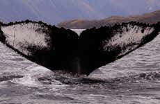 Avistamiento de ballenas y aves en el golfo Corcovado