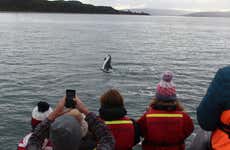 Tranqui Island Dolphing Watching