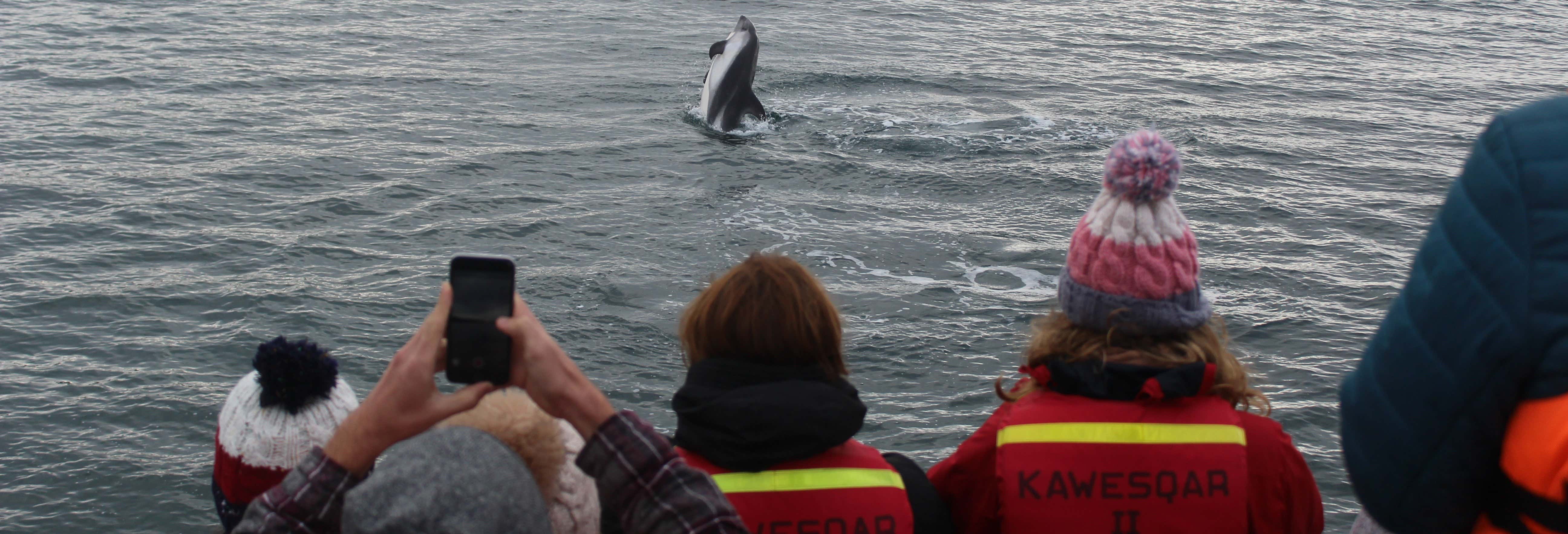 Avistamiento de delfines en la isla Tranqui