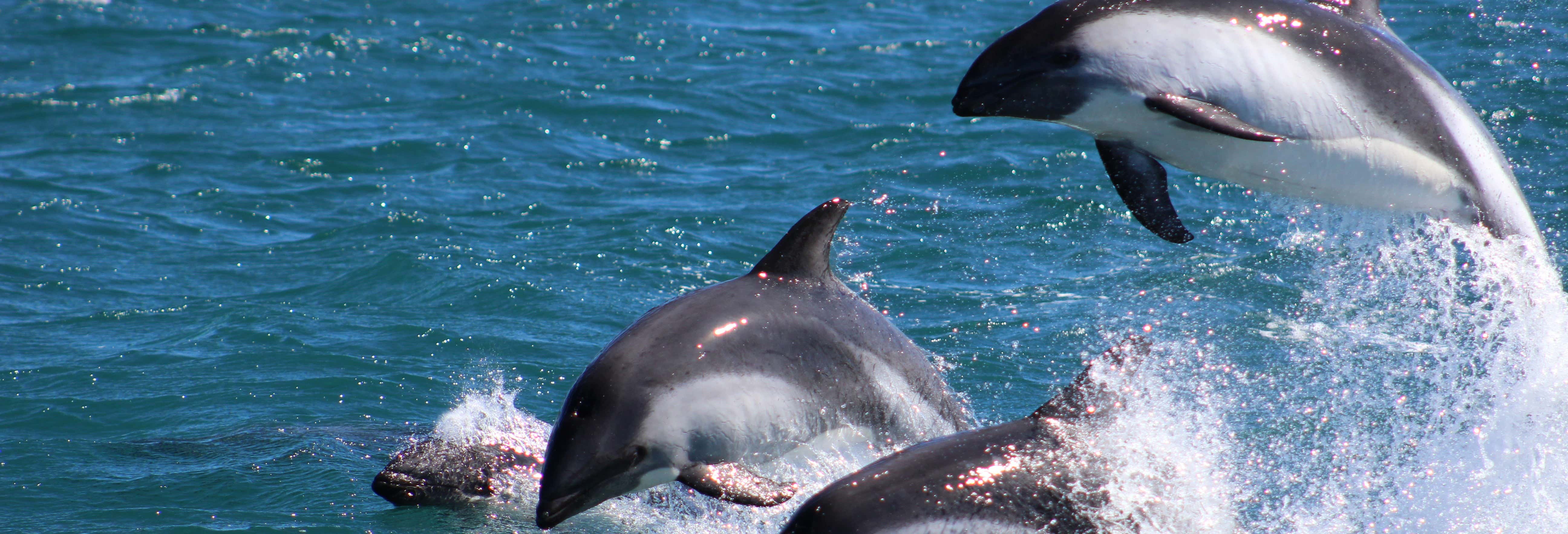 Paseo en barco con avistamiento de pingüinos y delfines