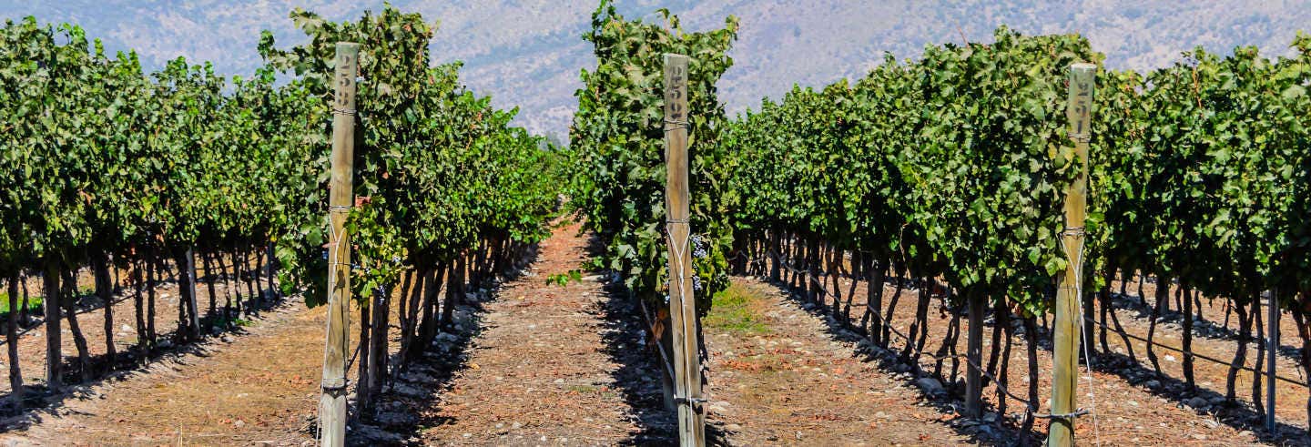Excursão à Ilha de Maipo para cruzeiros