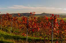Apalta Valley Winery & Vineyards Tour