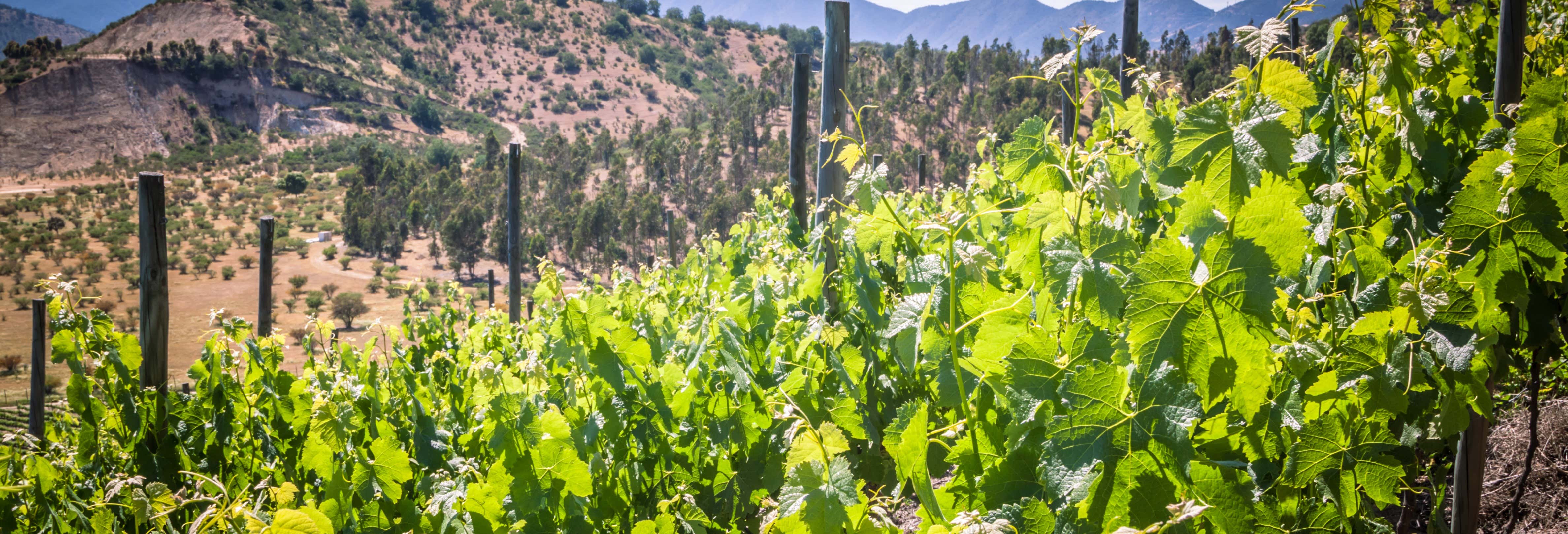 Excursión a las viñas del Valle de Casablanca