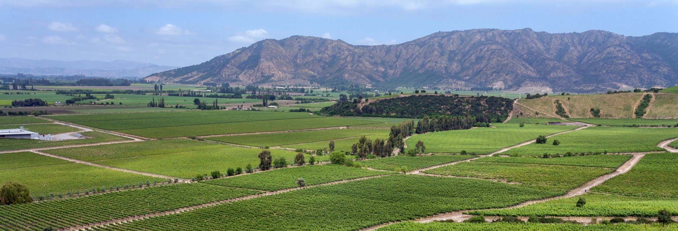 Excursão aos vinhedos do Vale do Colchagua