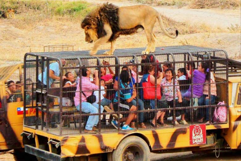 Chile Safari Park Trip From Santiago Santiago De Chile