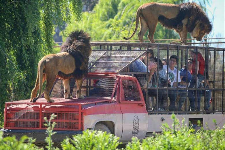 Excursion Al Parque Safari De Rancagua Santiago De Chile