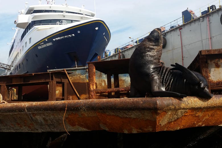 León marino en el puerto de Valparaíso