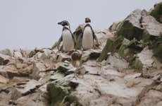 Excursión a la Reserva Nacional Pingüino de Humboldt