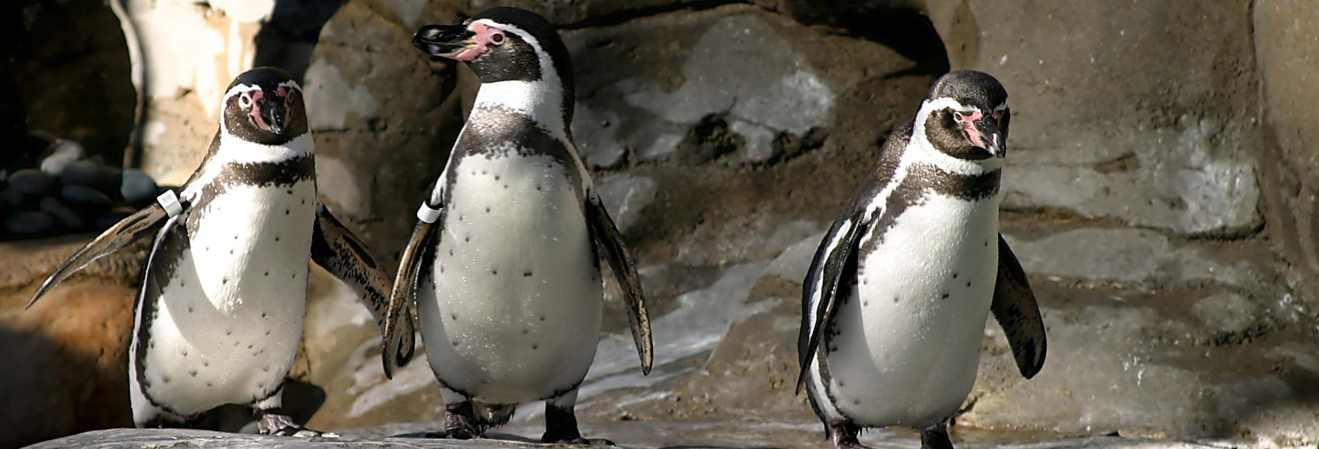Avistamiento de pingüinos en la isla Cachagua