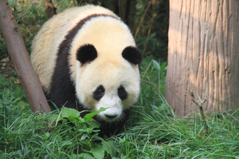 Oso panda en la reserva china de Chengdú